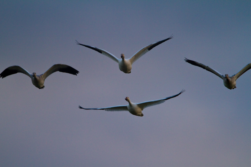 Snow Geese In Flight